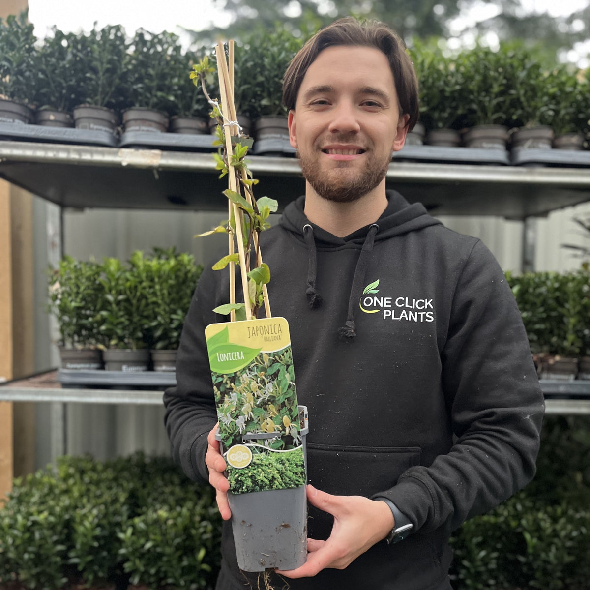 Honeysuckle &#39;Halliana&#39; | Lonicera japonica 60cm