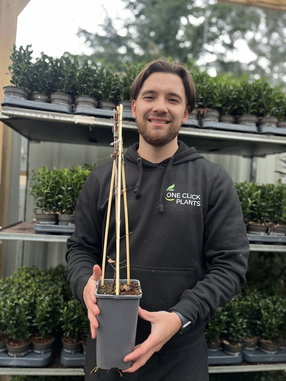 A man in a black One Click Plants hoodie smiles while holding a potted plant with bamboo supports, standing before shelves of small potted plants, including Clematis montana Grandiflora 60cm, a perfect white-flowering climber for a garden pergola.