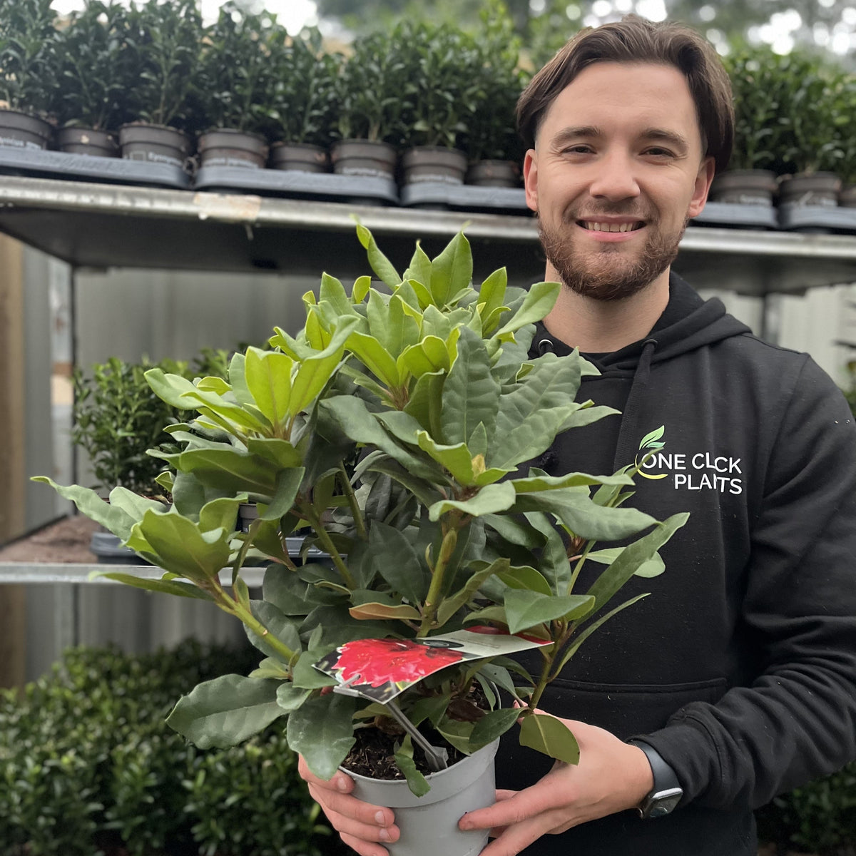 A smiling man in a black One Click Plants hoodie holds a Rhododendron &#39;Lord Roberts&#39; 2L, an evergreen shrub with crimson-red blooms, in a garden center surrounded by rows of potted plants on shelves.