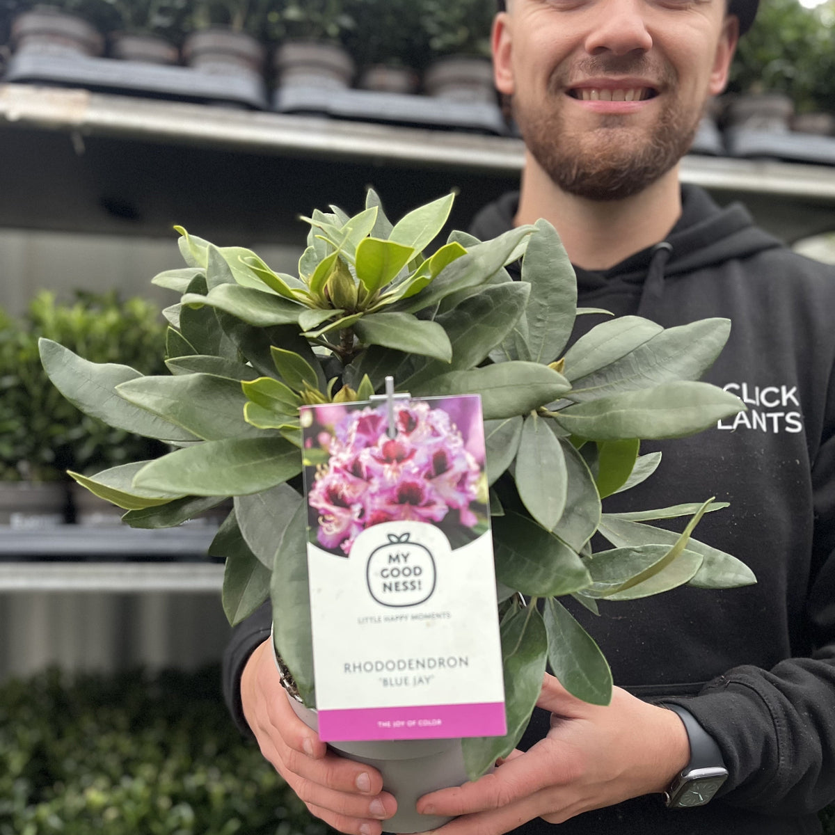 Rhododendron &#39;Blue Jay&#39; 2L