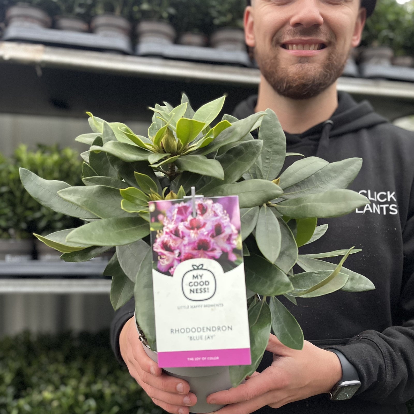 Rhododendron 'Blue Jay' 2L