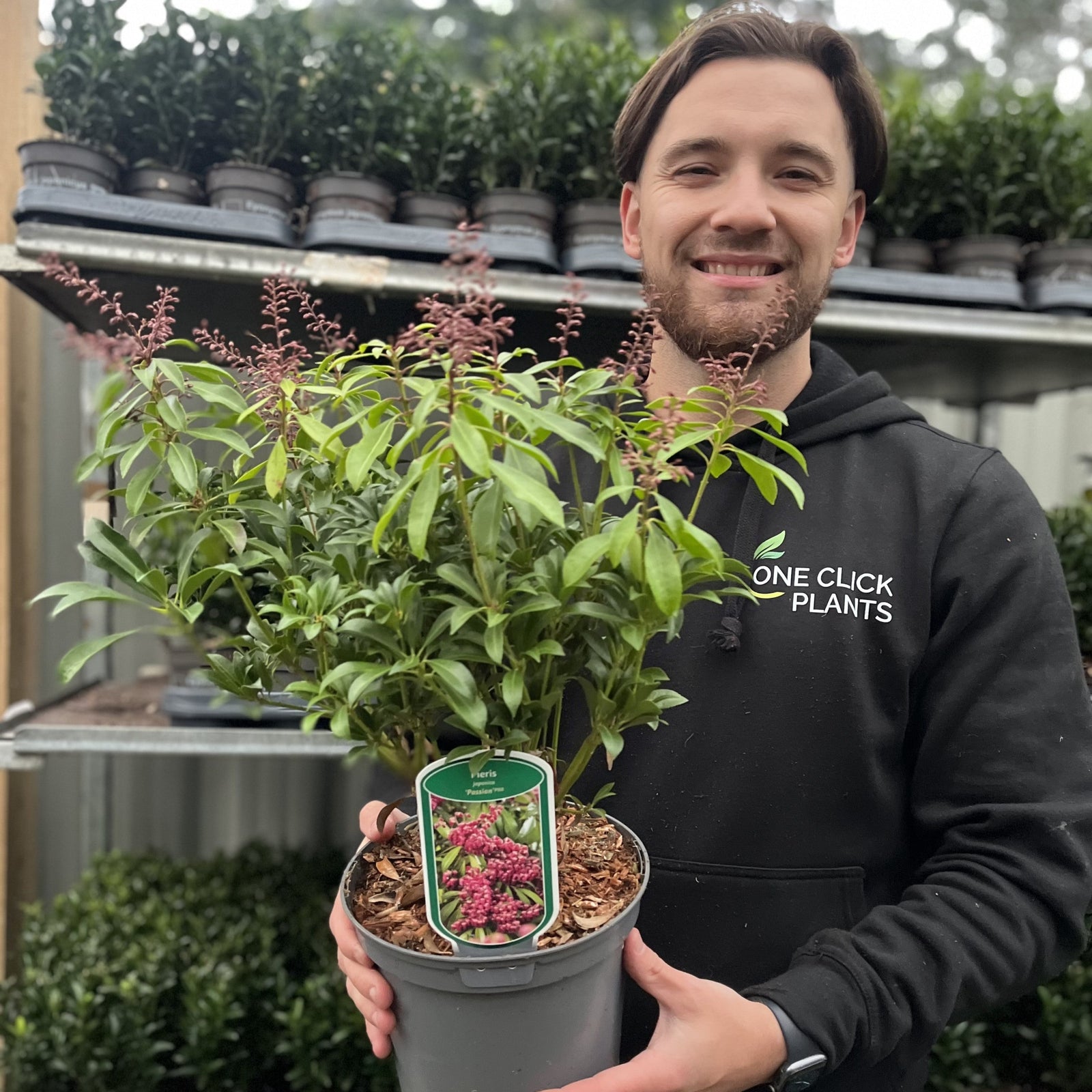 A smiling person in a black One Click Plants hoodie holds a Pieris japonica 'Passion' 3L (50-60cm), an evergreen shrub with pinkish-purple buds. Hardy potted plants are displayed on shelves in the background.