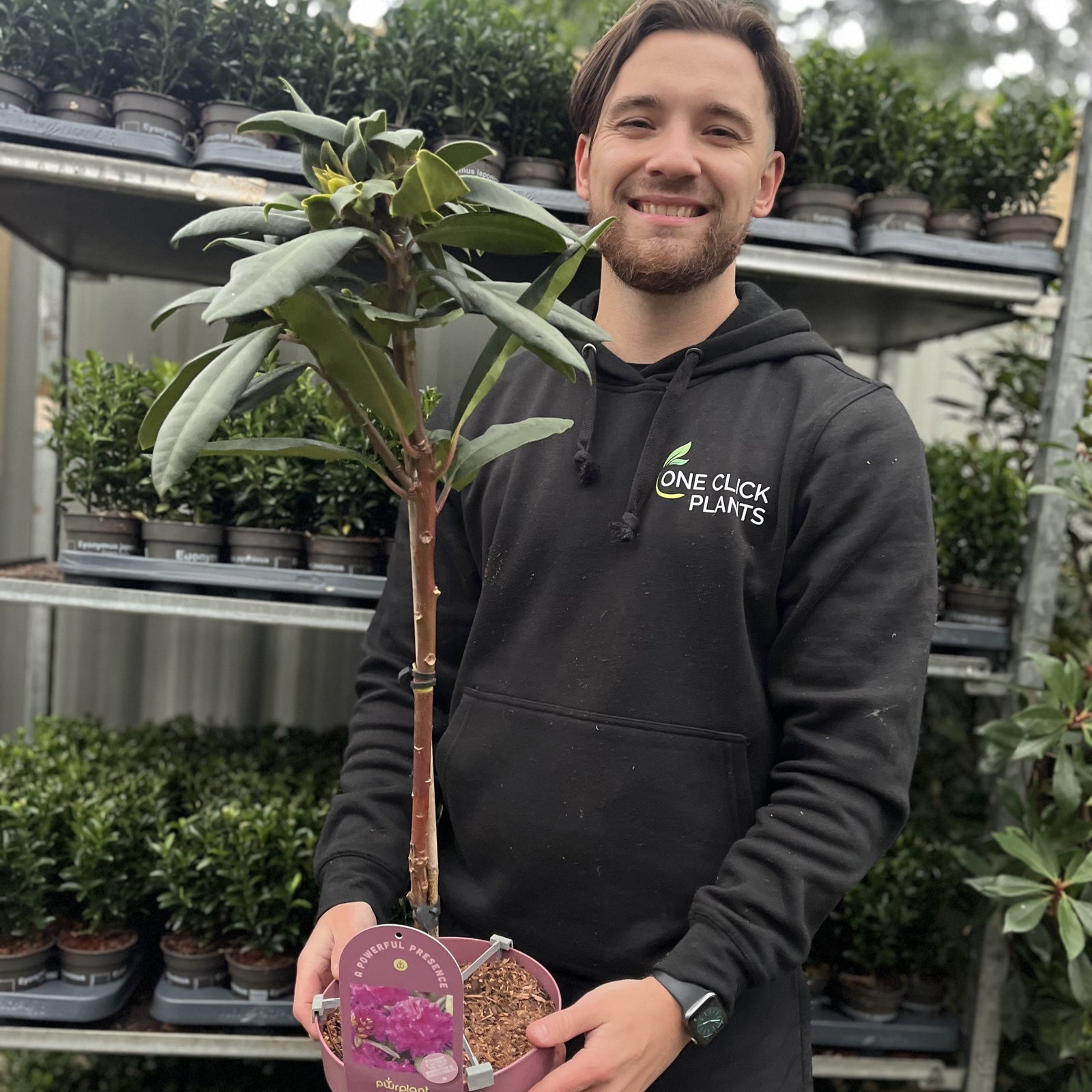 A smiling person in a black One Click Plants hoodie holds a Patio Rhododendron 'Hercules' 80cm, standing before shelves of green plants—the vibrant pink blooms of this evergreen patio tree will brighten any space.