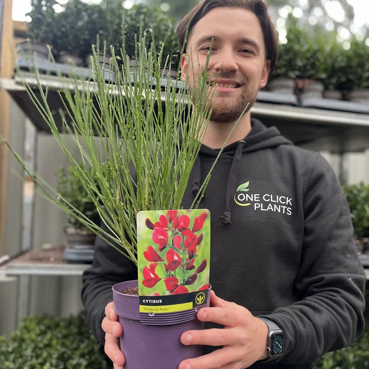 Cytisus x boskoopii &#39;Boskoop Ruby&#39; 1.5L