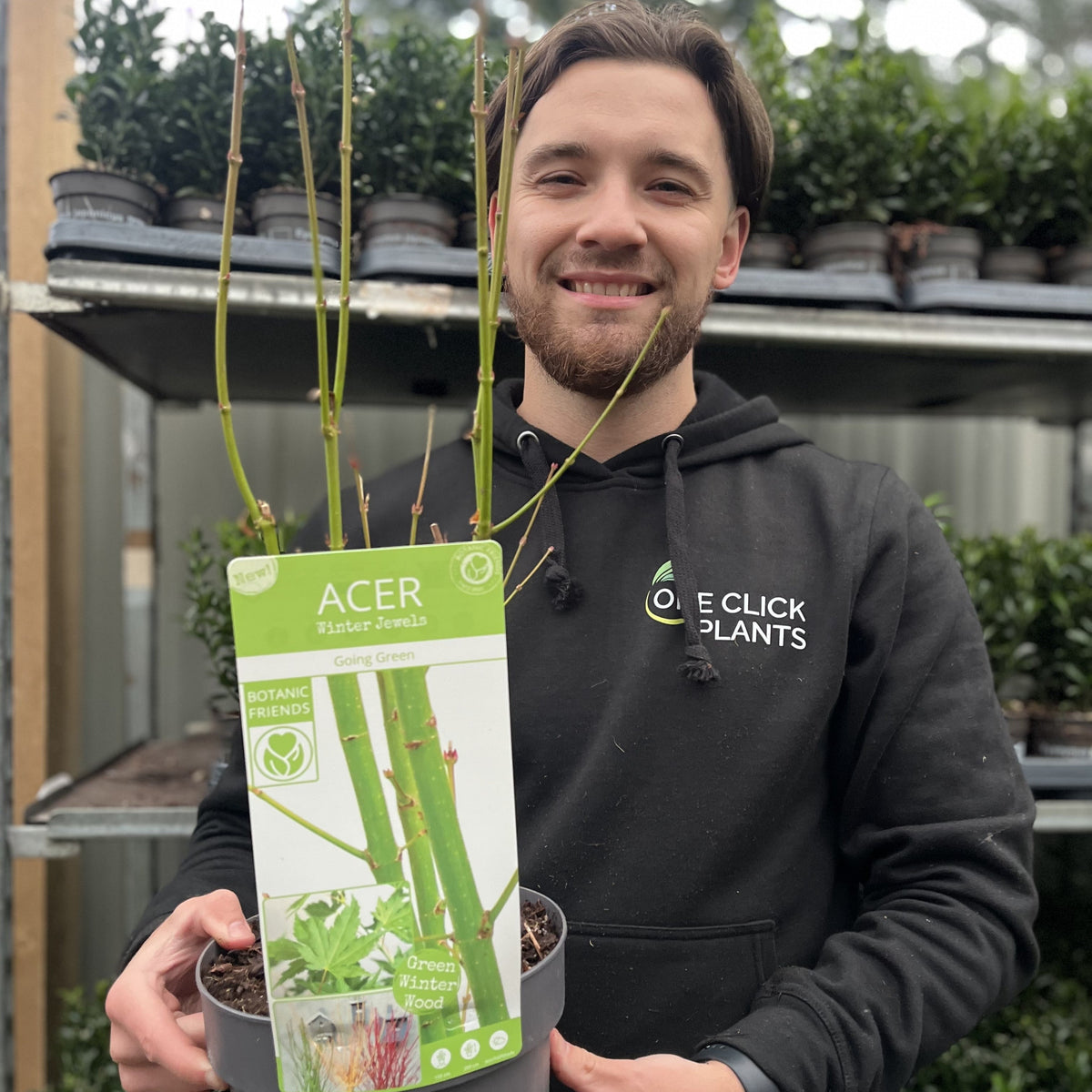Acer palmatum &#39;Going Green&#39; 10.5cm/2L/3L/45L