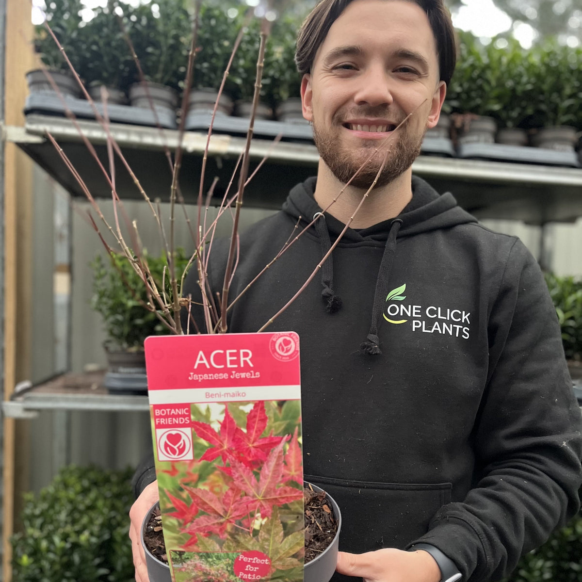 A smiling person in a black hoodie holds a potted Acer palmatum Beni-maiko 3L. Green plants are visible on shelves in the background.