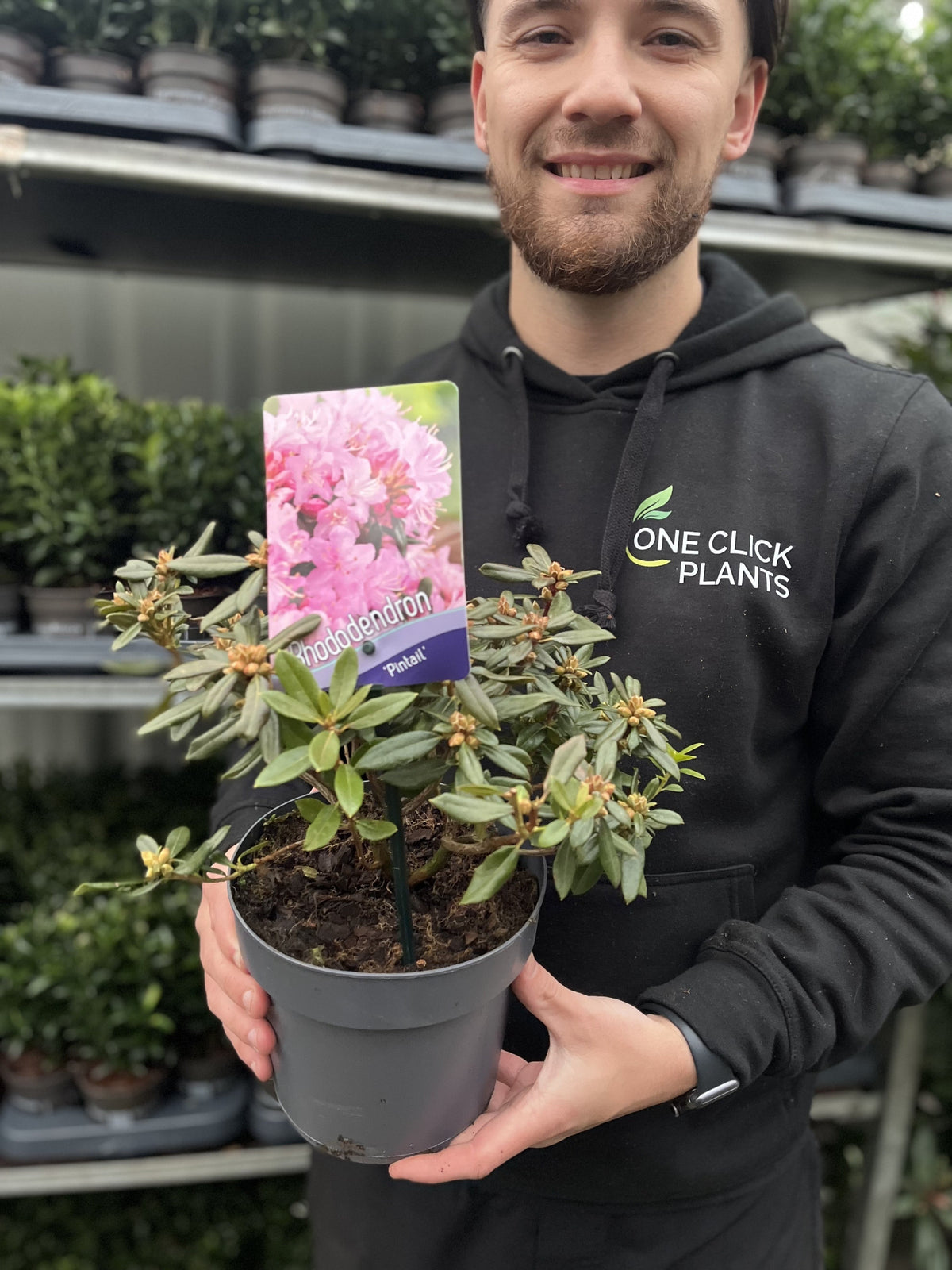 A person in a black One Click Plants hoodie holds an Azalea &#39;Pintail&#39; 1L with a label showing pale pink flowers, with shelves of other evergreen shrubs displayed in the background.