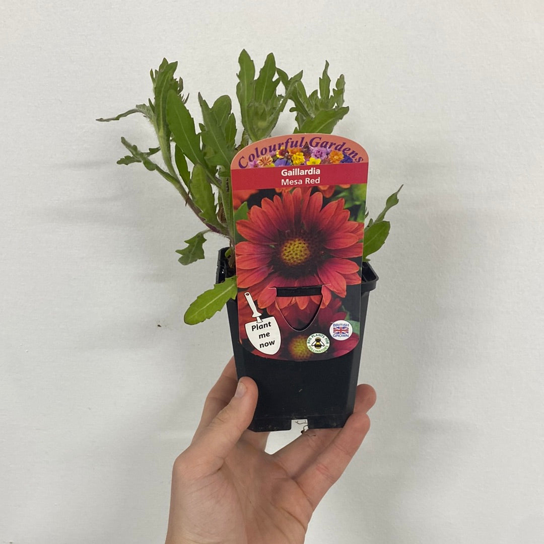 A hand holds a Gaillardia &#39;Mesa Red&#39; 9cm Pot, a perennial with drought-tolerant red blooms and green leaves. The label reads &quot;Colourful Gardens&quot; and &quot;Plant me now,&quot; shown against a plain white background.