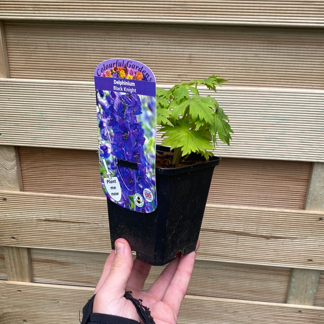 A hand holds a Delphinium &#39;Black Knight&#39; 9cm pot with a young plant, ideal for cottage gardens, in front of a wooden fence. The label shows dark purple perennial flowers and says Colourful Gardens and Plant me now.