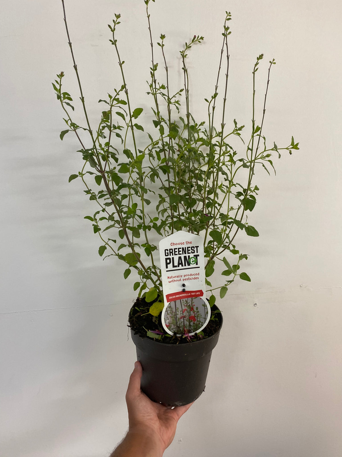 A hand holds a potted Salvia &#39;Hot Lips&#39; (9cm/2L) with small green leaves and thin stems. The pot is labeled GREEENEST PLANET. The background is a plain white wall.