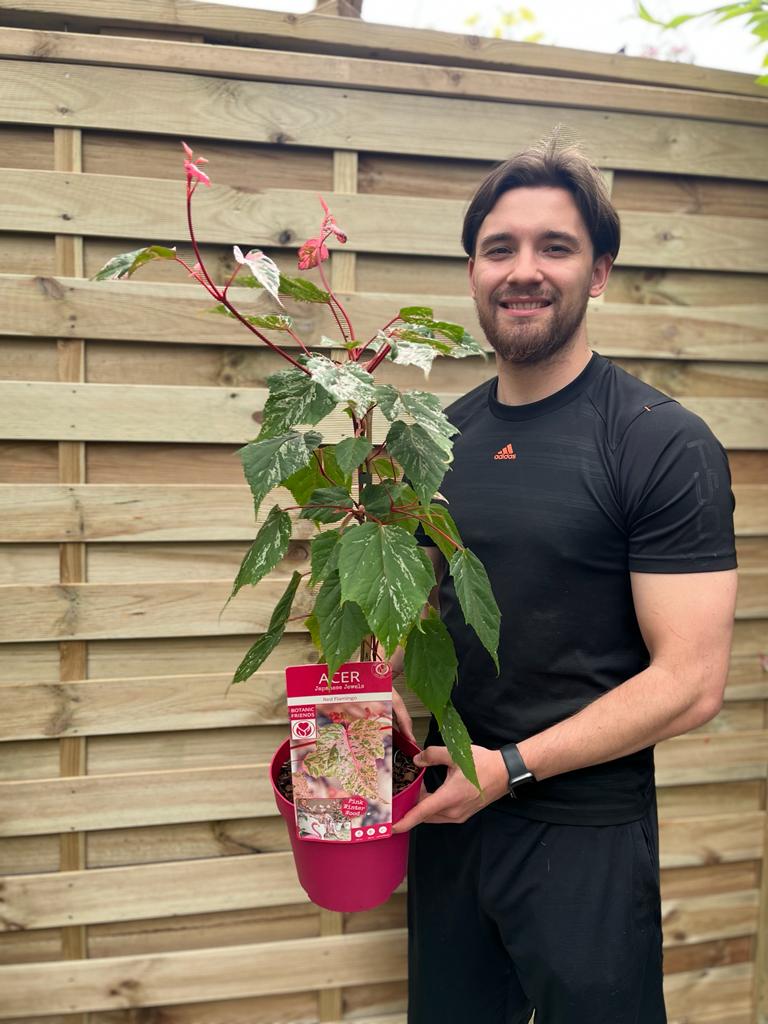 A close-up of Acer conspicuum 'Red Flamingo' 3L, a decorative small tree with green, white-mottled leaves and red stems, held by a person standing in front of a wooden fence.