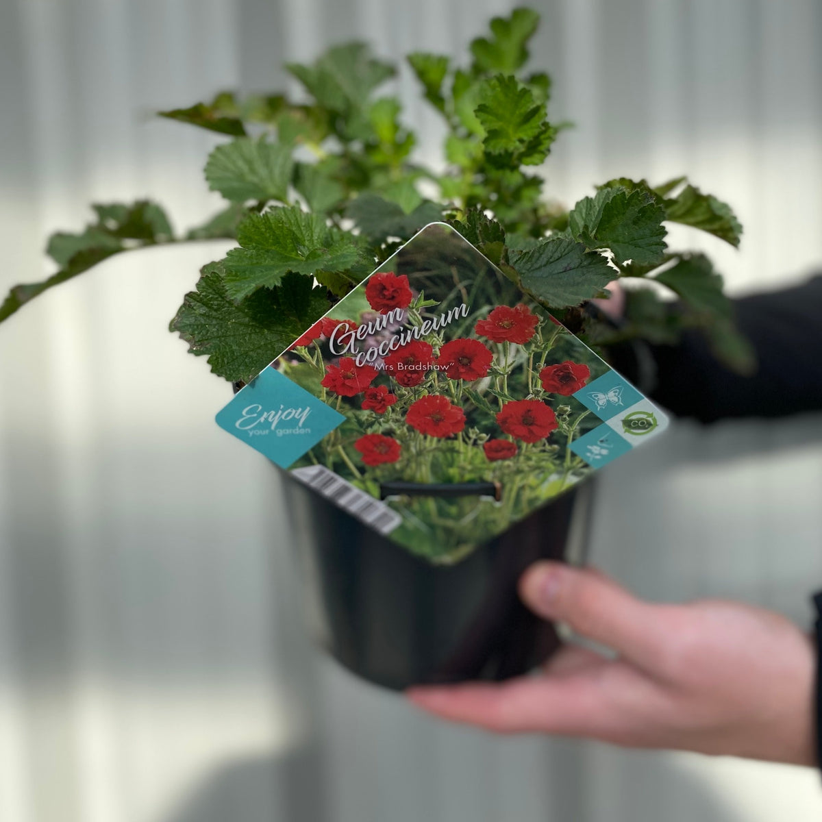 A person holds a black pot with a leafy green Geum &#39;Mrs Bradshaw&#39; plant. The label shows bright red flowers and the product name, ideal for adding vibrant color to cottage gardens. The background is softly blurred.