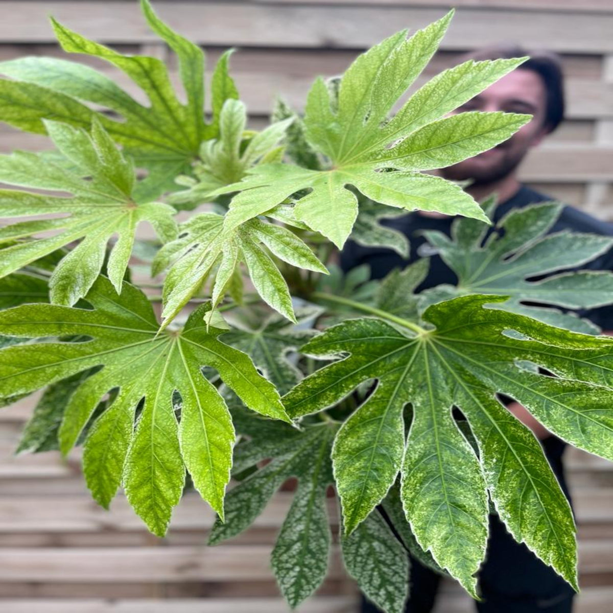 A person stands behind a large Fatsia japonica &#39;Spider&#39;s Web&#39; houseplant, its deeply lobed leaves partially obscuring their face. The background features horizontal wooden planks.