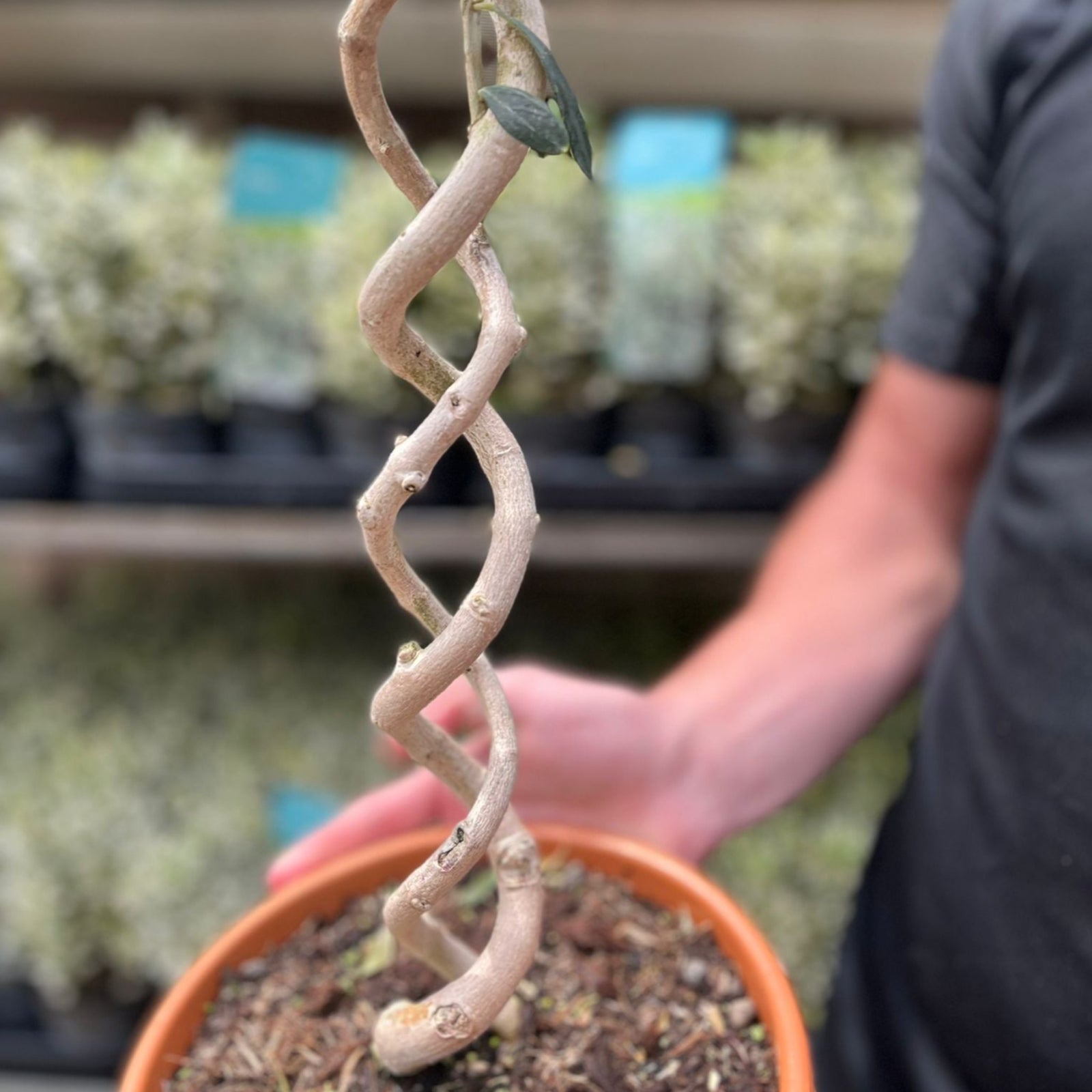 A man in a black shirt smiles while holding a Double Spiral Stem Olive Tree, a hardy evergreen potted tree (70-80cm), in a garden center surrounded by similar Mediterranean-style olive trees on display.
