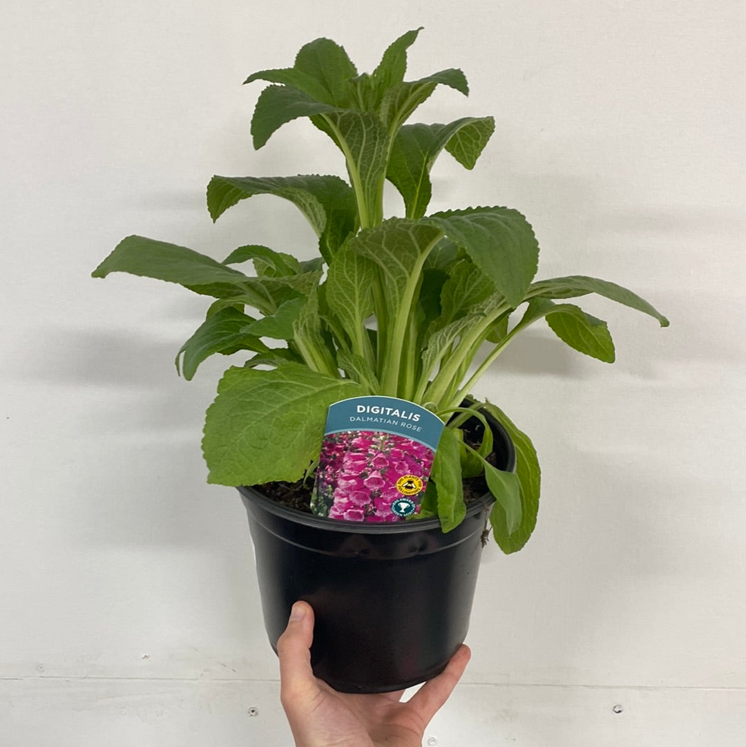 A hand holds a black pot with leafy green Digitalis purpurea &#39;Dalmatian Rose&#39; (9cm/1.5L/3L), ideal for cottage gardens. The tag shows pink blooms and the plant name.