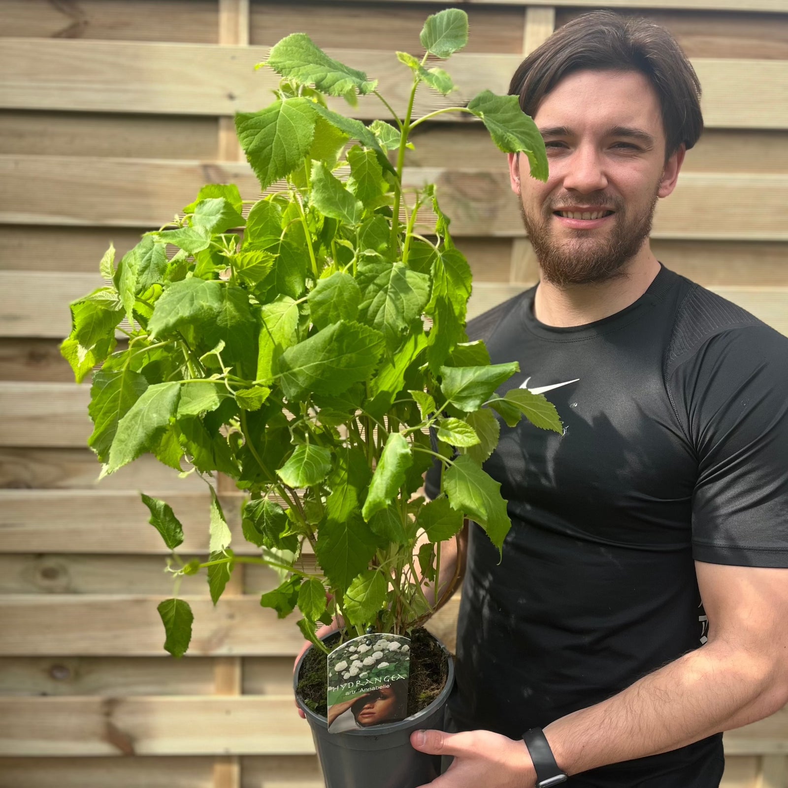 A man holds a Hydrangea arborescens 'Annabelle' 9cm / 2L, a hardy deciduous shrub admired for its large, attractive snowball-like blooms.