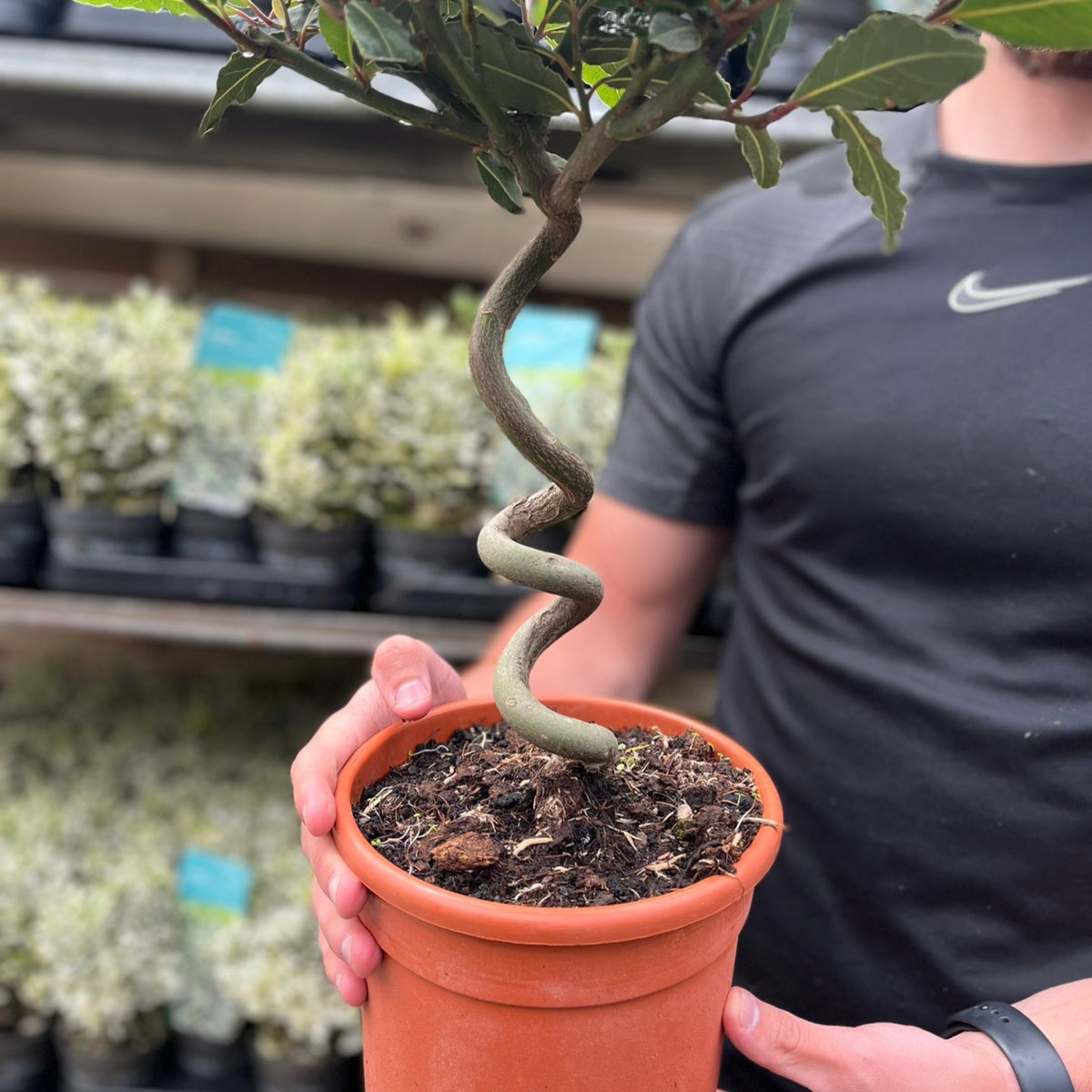 A person in a short-sleeved shirt holds a Corkscrew Twisted Stem Standard Bay Tree (Laurus nobilis, 50-60cm/70-80cm). The tree has a spiral stem and green leaves, with blurred patio trees visible in the background. Multibuy offers available.