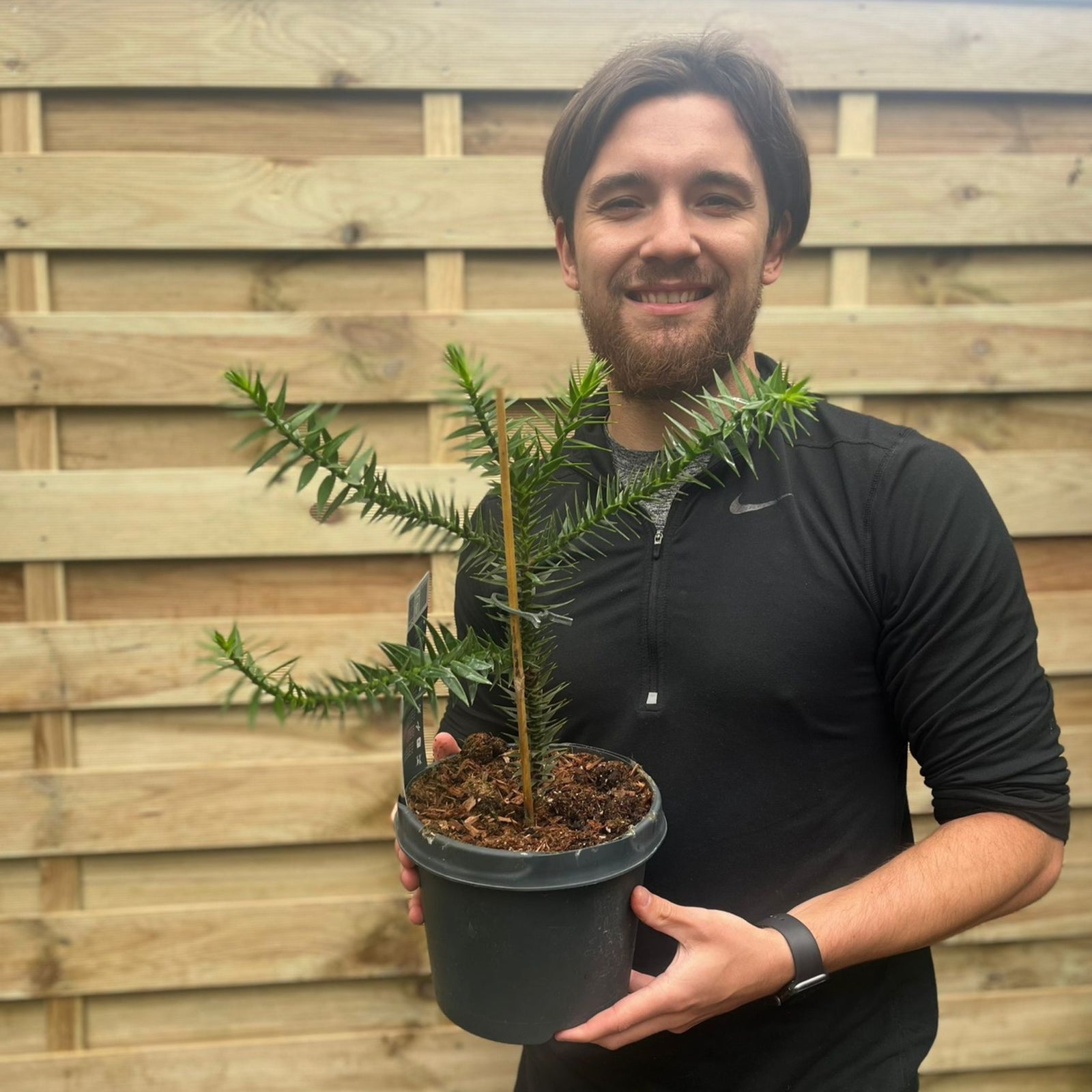 A smiling man in a black Nike jacket holds an Araucaria Araucana | Monkey Puzzle Tree in front of a wooden fence.