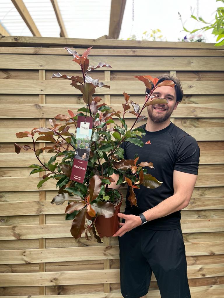 Photinia 'Magical Volcano' 5L (Multibuy Offers Available)