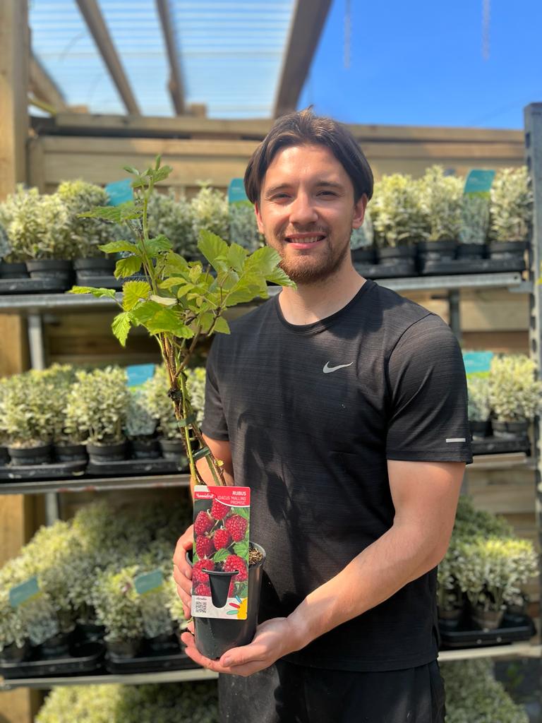 Clusters of ripe red berries on Raspberry 'Malling Promise' 1L hang from leafy stems, suggesting high yields, with some unripe fruit and blurred greenery in the background.