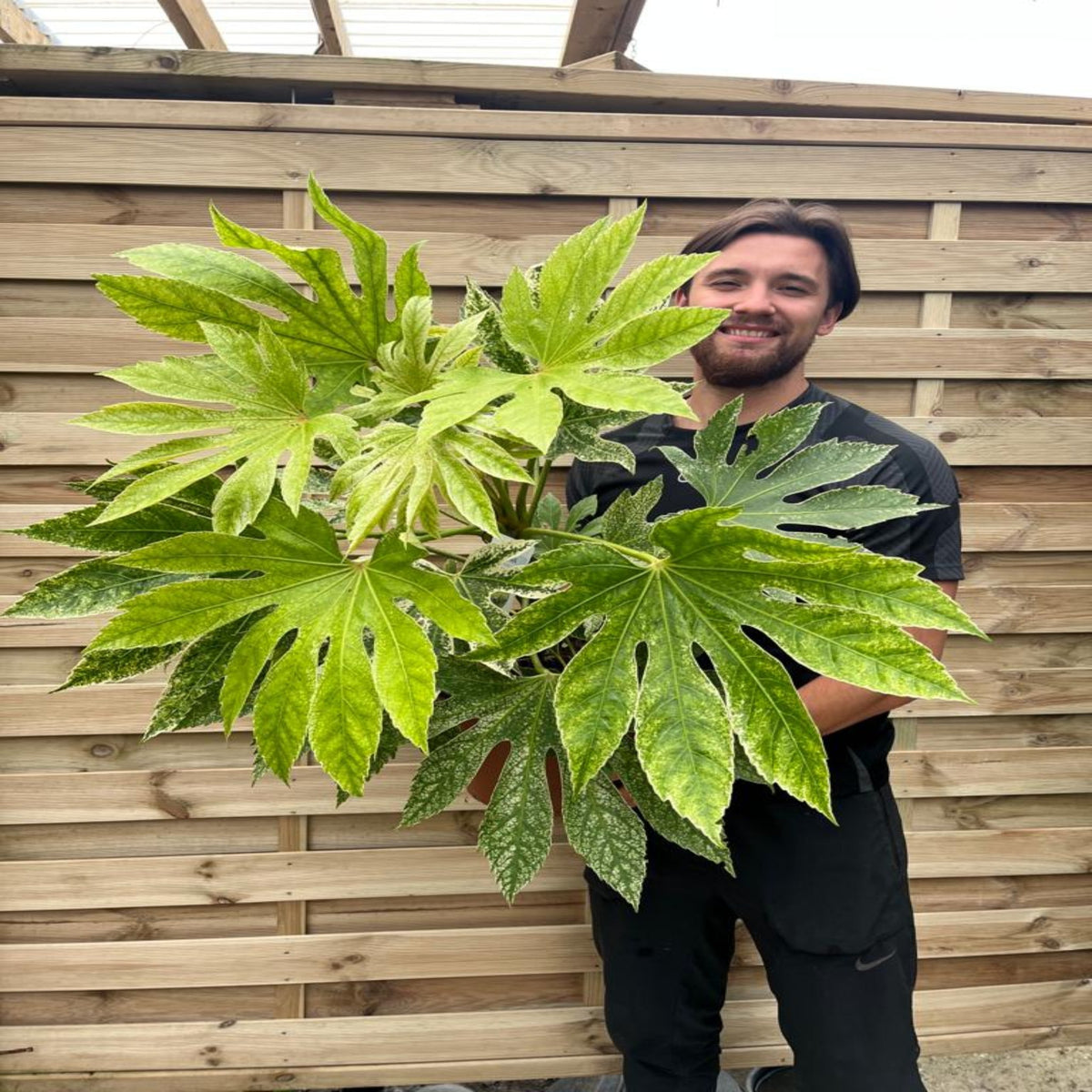 A smiling dark-haired, bearded man in black stands by a wooden fence, holding a Fatsia japonica &#39;Spider’s Web&#39; (9cm–7.5L), a large leafy green houseplant with deeply lobed leaves known for its shade tolerance.