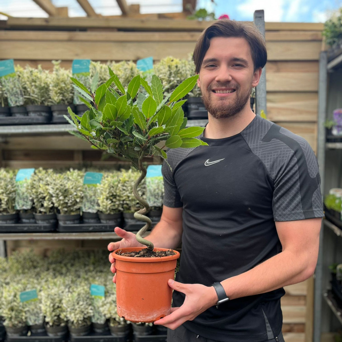 A man in a black shirt smiles while holding a Corkscrew Twisted Stem Standard Bay Tree (Laurus nobilis). Behind him, patio trees and potted plants are displayed on shelves inside a greenhouse or garden center. Sizes: 50–60cm, 70–80cm.