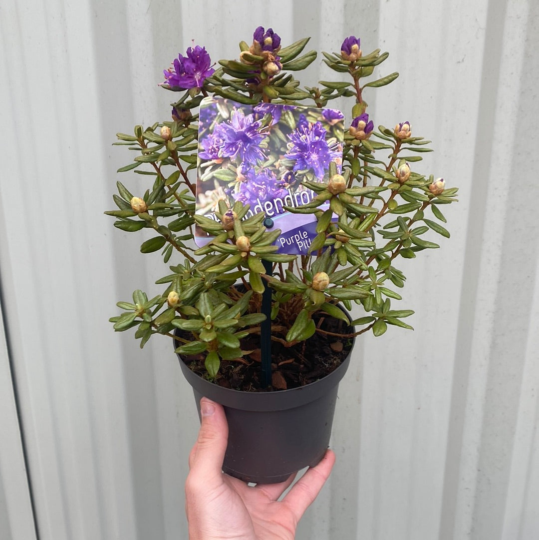 A hand holds a Dwarf Rhododendron &#39;Purple Pillow&#39; 1L with green leaves and purple buds. The plant&#39;s label shows blooming purple flowers. The background is a light gray corrugated surface.