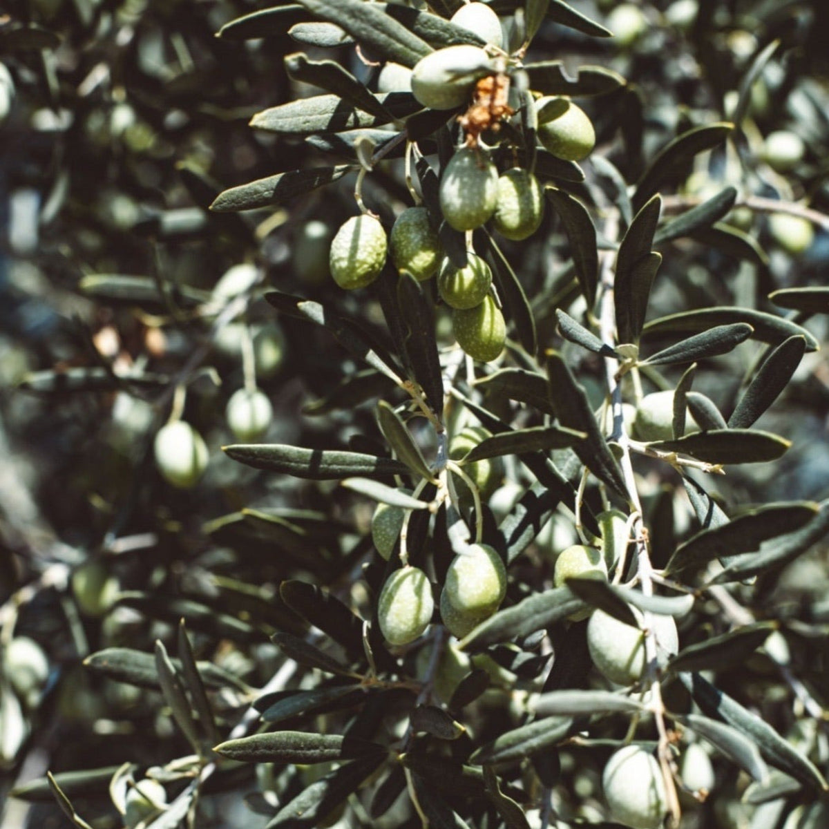 The Established Olive Ball 55L (Olea Europeana) showcases dense clusters of green olives and silvery-green leaves, shimmering in bright natural light—an authentic Mediterranean tree for your garden.