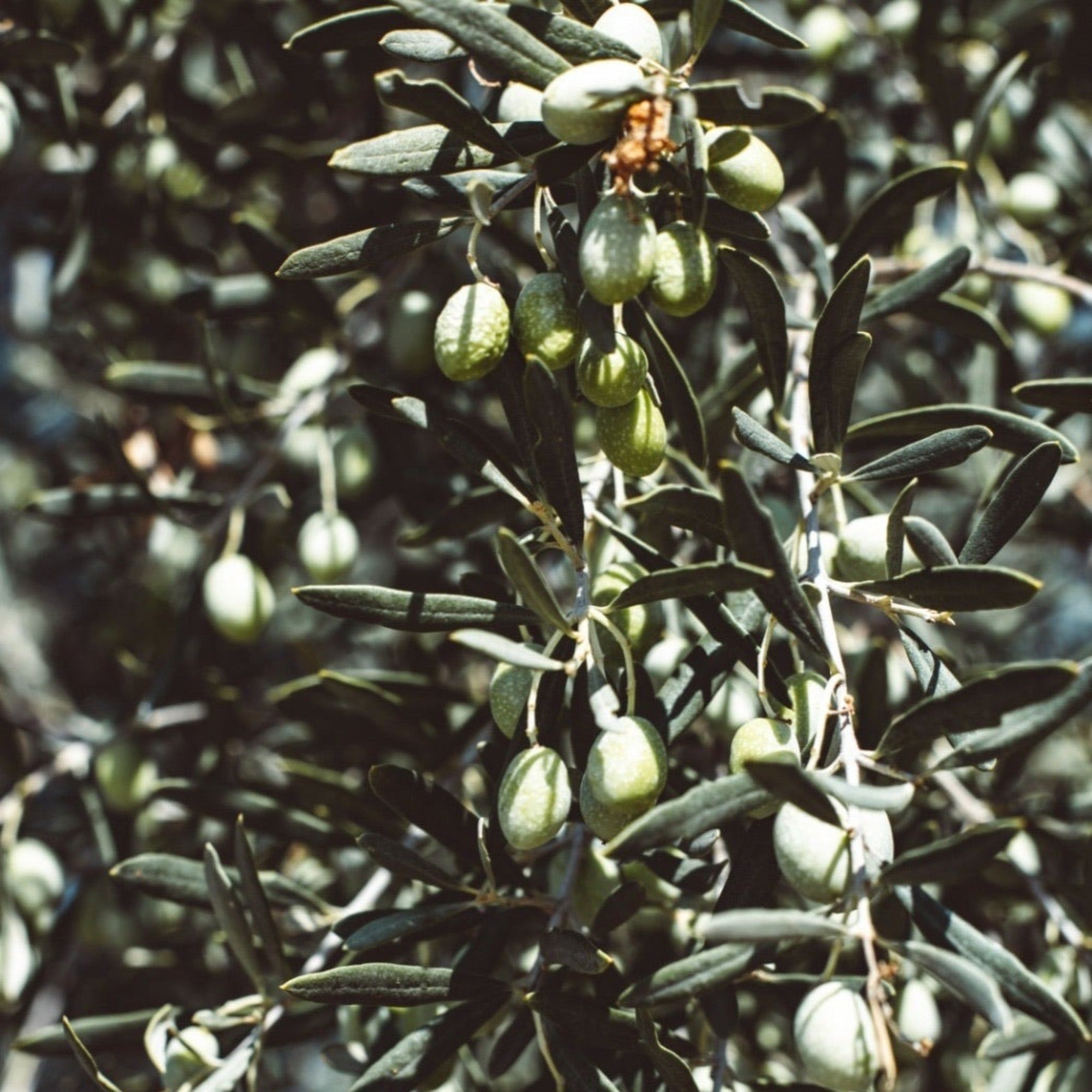 Established Olive Ball 55L (Olea Europeana)