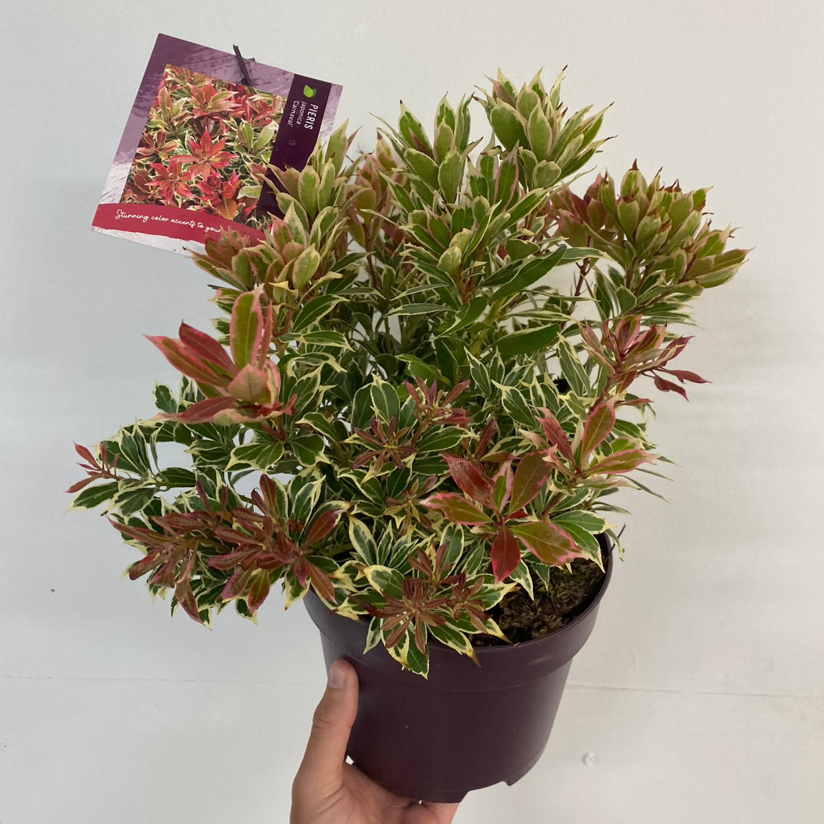 A hand holds a Pieris japonica Carnaval 1.5L in a pot, its green and white variegated leaves tipped with red. A product label with care instructions is attached. The background is plain white.
