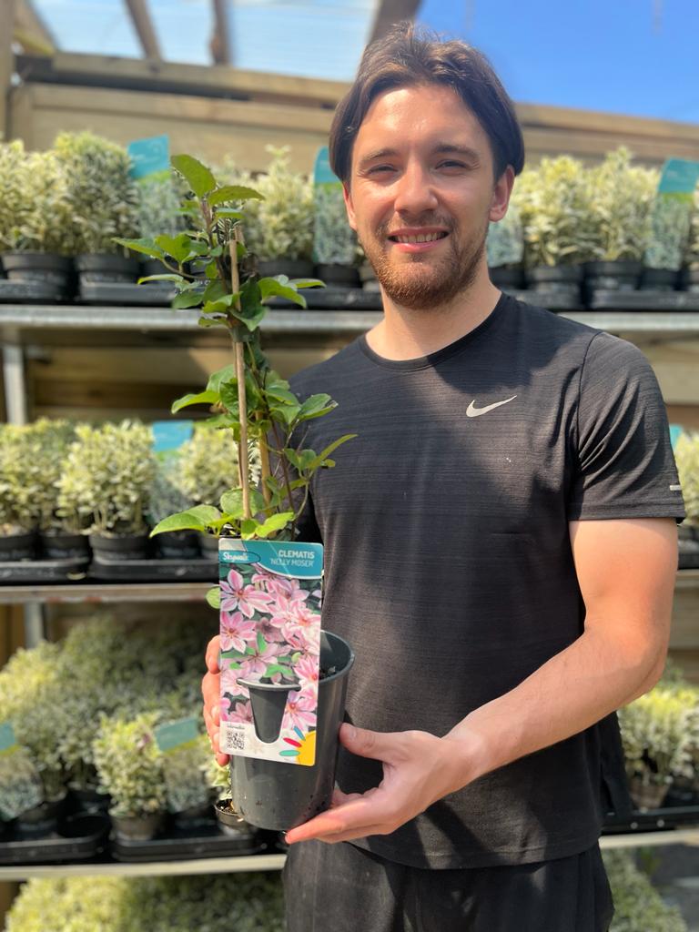 Clematis 'Nelly Moser' 60cm features large pale pink flowers with dark centers and green leaves, with both open and budded blooms, creating a lush display ideal for brightening a north-facing wall.