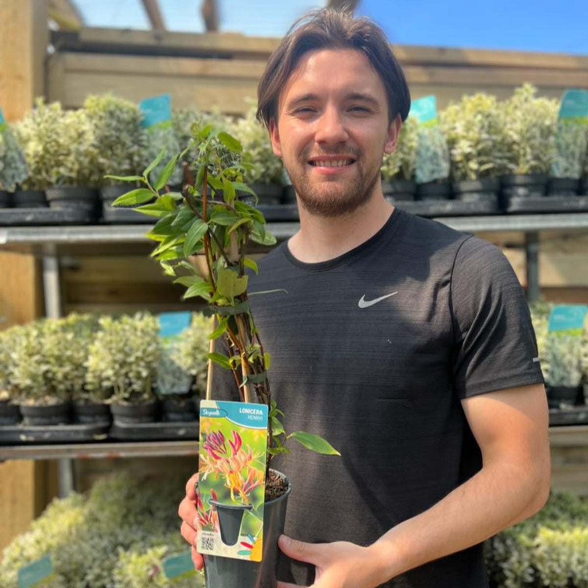 A man holds a potted Lonicera x Henryi (Honeysuckle) 50cm, its bronze foliage and yellow flowers adding a touch of brightness.