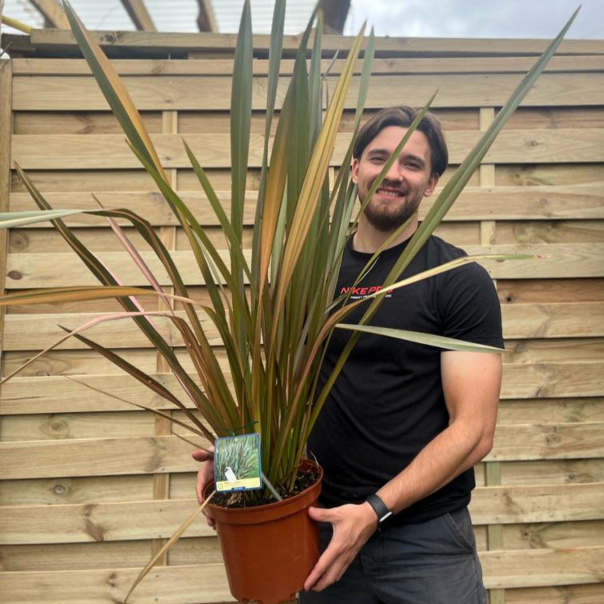 Phormium &#39;purpurea&#39; 90-100cm 5L