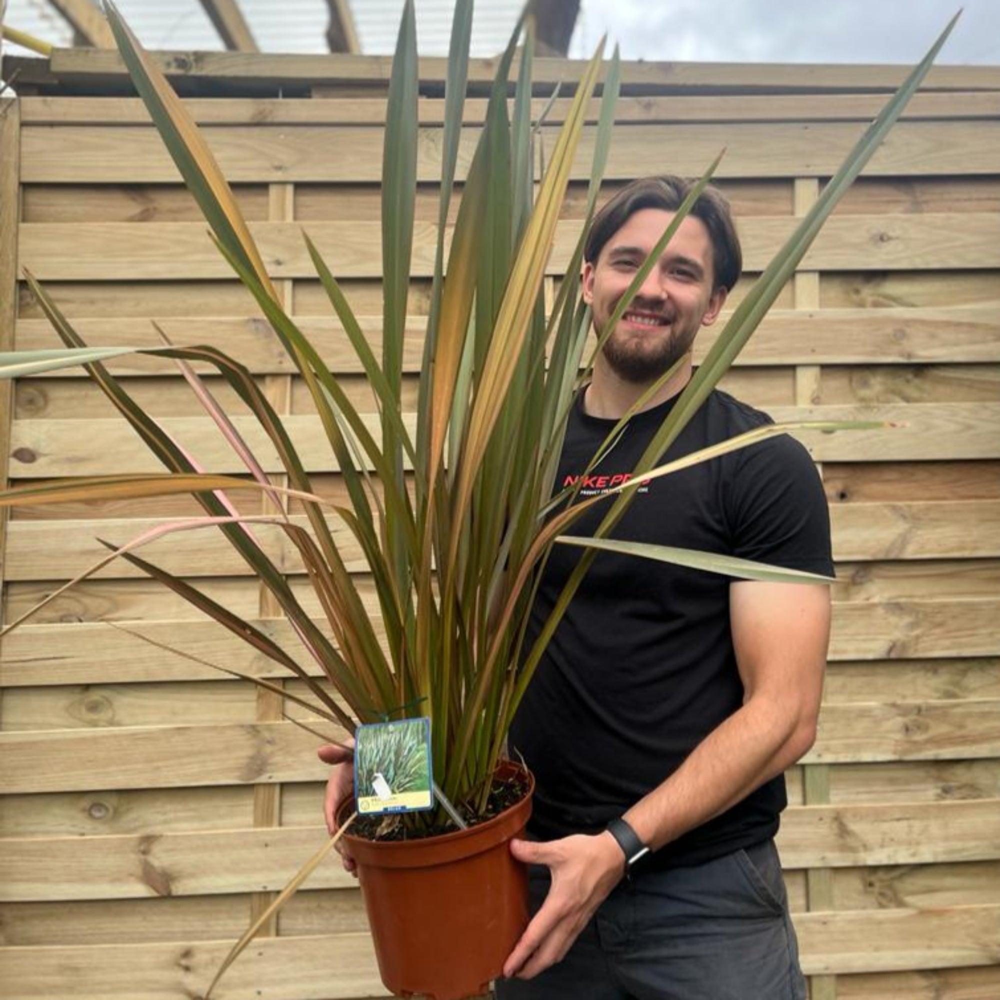 Phormium 'purpurea' 90-100cm 5L