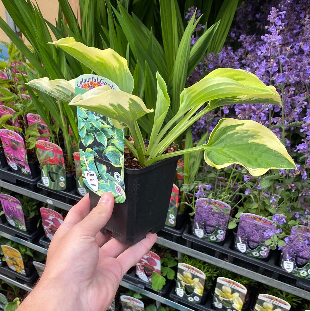 A close-up of Hosta 'Wide Brim' 9cm/2L shows its lush green leaves with creamy white edges, growing densely—ideal for adding texture and color to any shady garden corner.