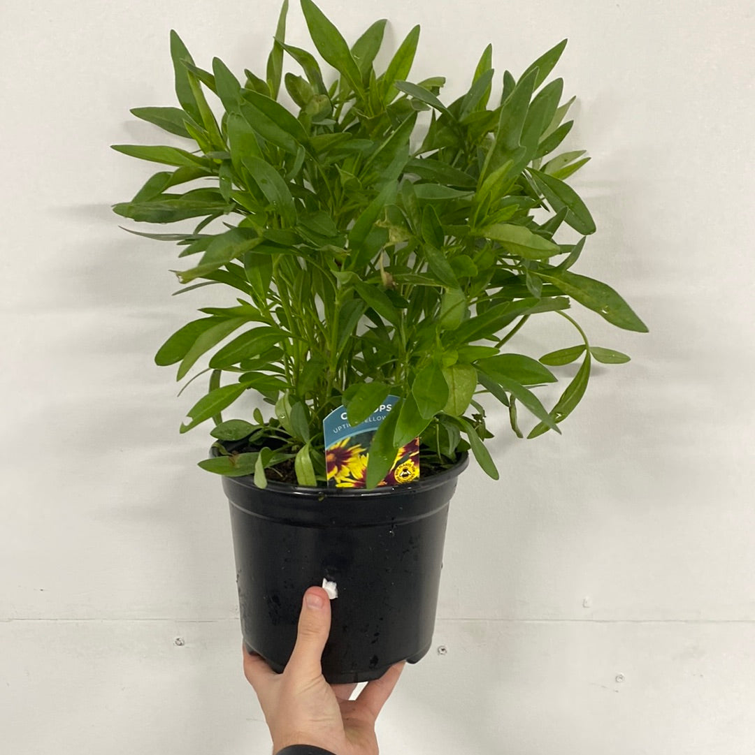 The Coreopsis - Uptick Yellow and Red 3L features bright yellow petals with a deep red center, blooming among green leaves and buds. This perennial stands out with its vibrant colors and is also drought tolerant.