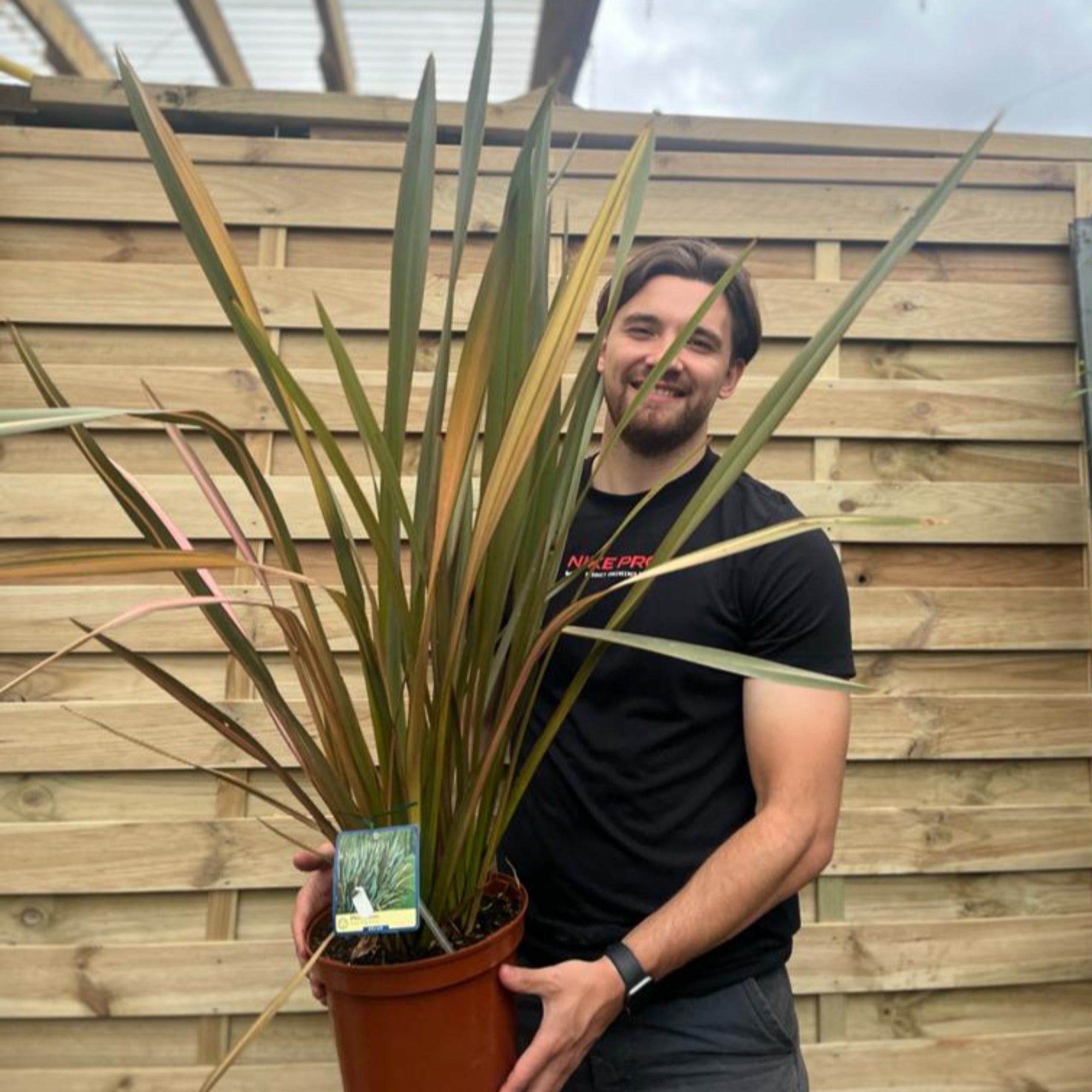 Phormium 'purpurea' 90-100cm 5L