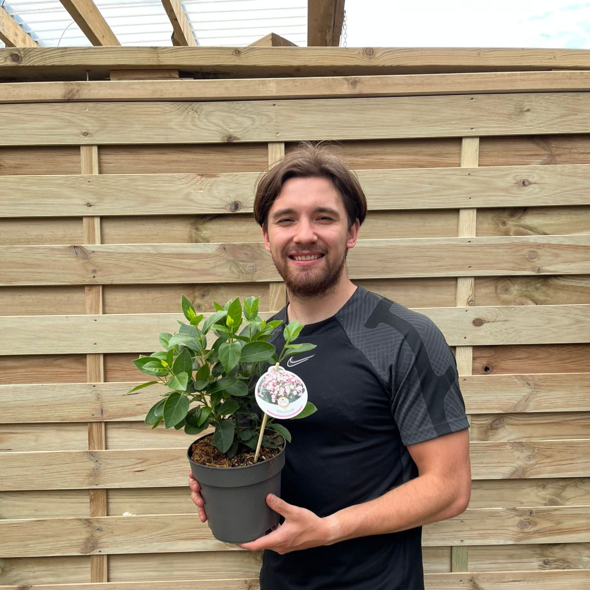 A smiling young man with brown hair and a beard holds a Viburnum tinus 2L / 5L, a winter-flowering evergreen shrub, while standing outdoors in front of a wooden fence.