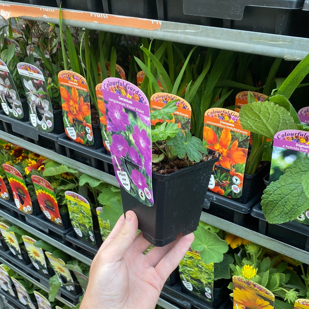 Geranium sanguineum &#39;Vision Violet&#39; 9cm