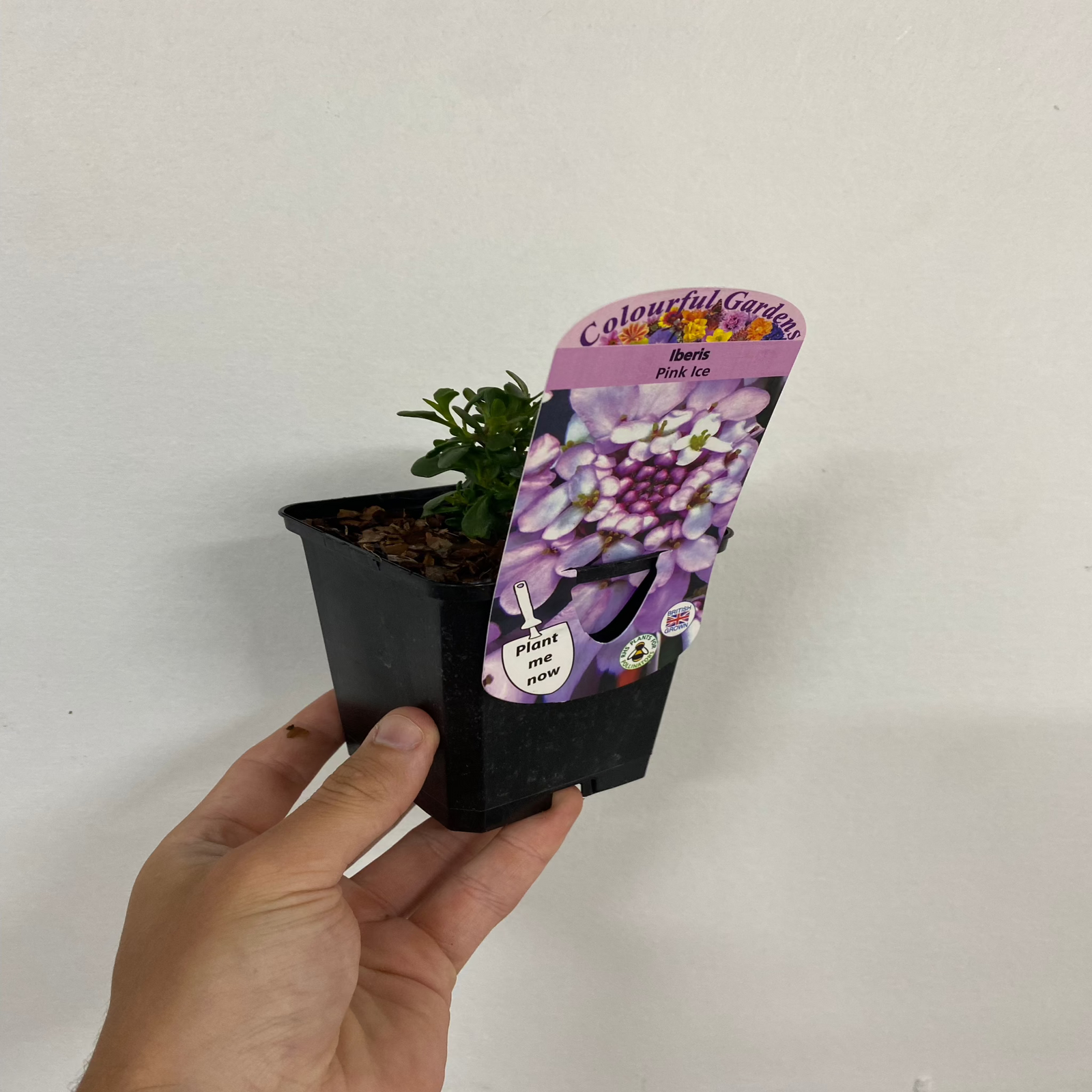 Iberis 'Pink Ice' 9cm / 2L produces clusters of small, round, light purple flowers with white centers that bloom above evergreen foliage, creating a lively contrast against green leaves.