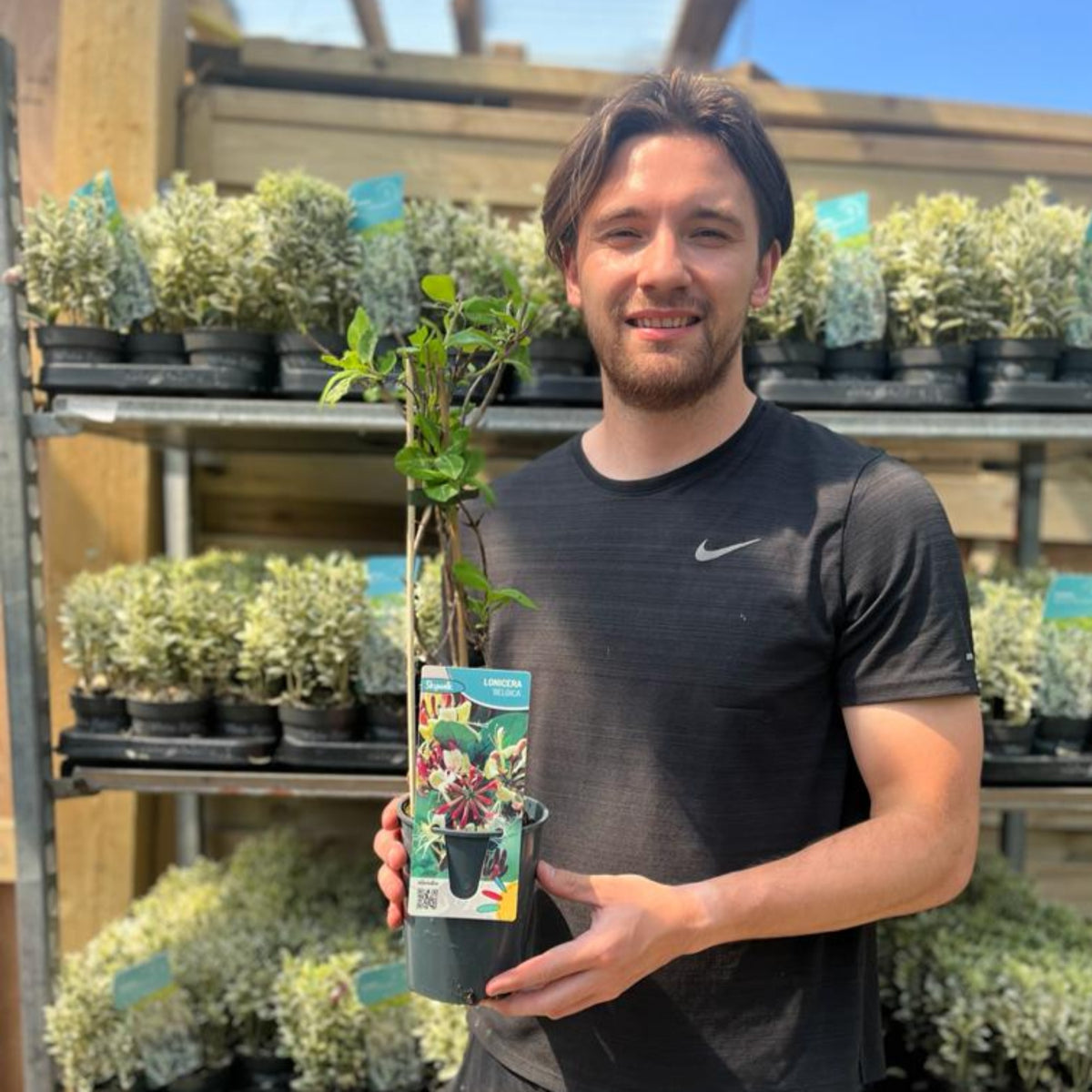 A smiling man in a black t-shirt holds a potted Honeysuckle periclymenum &#39;Belgica&#39; 60-70cm with a colorful red berry label, surrounded by rows of plants in black pots on shelves at a garden center.