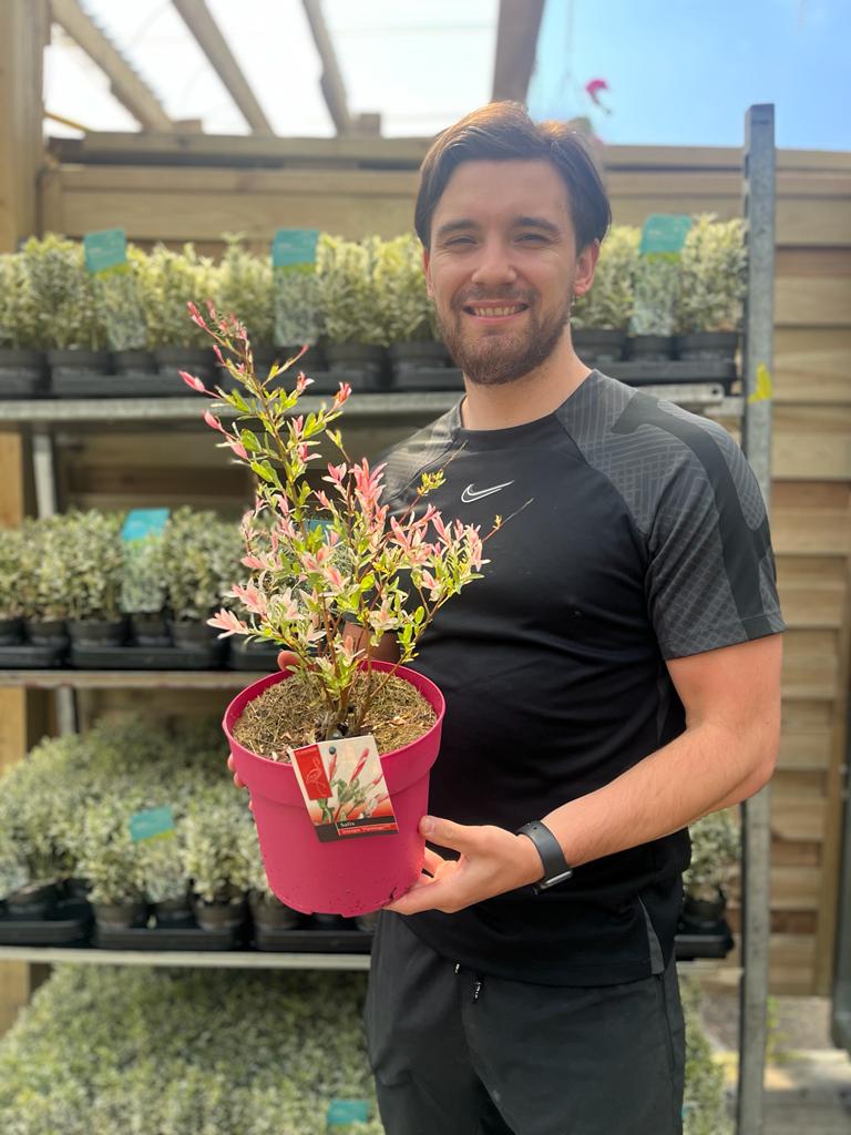 Salix integra &#39;Flamingo&#39; Shrub 9cm / 1L / 1.5L