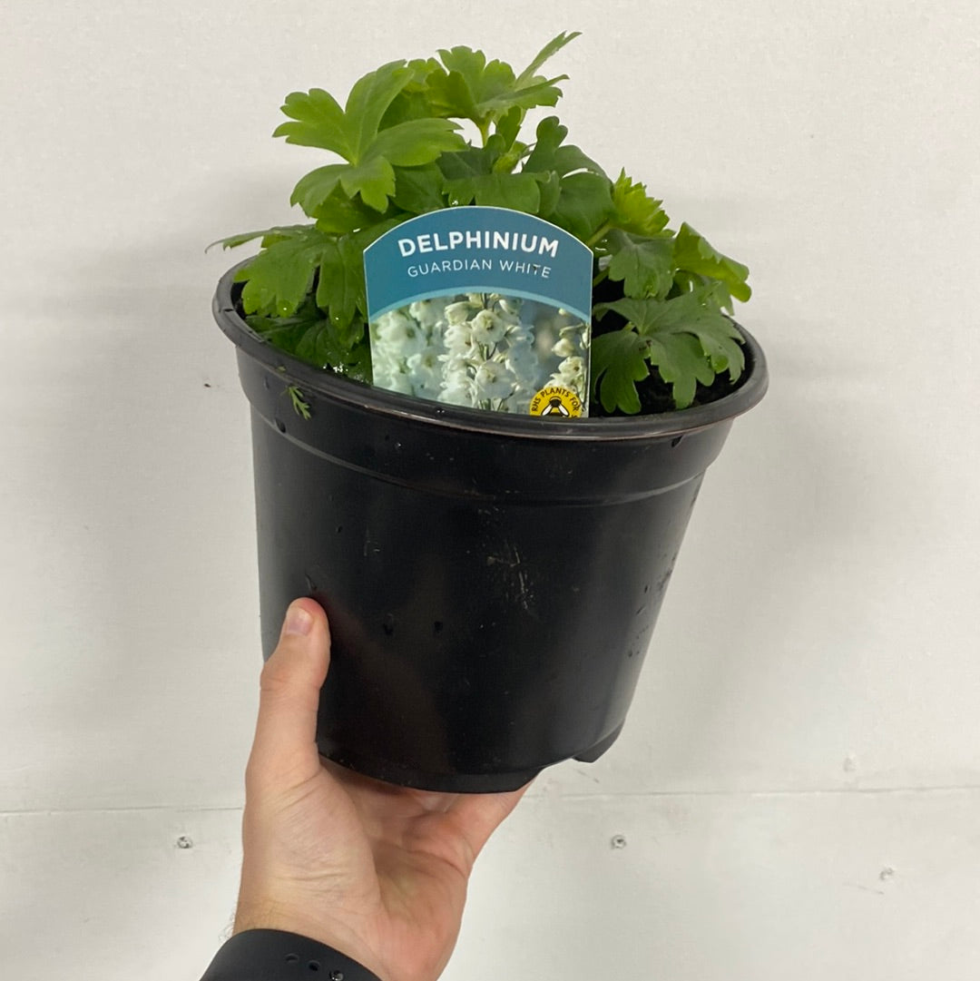 A hand holds a 3L black pot with Delphinium elatum Guardian White, a leafy green perennial. The label displays its name and white blooms, ideal for adding elegant white flowers to your garden. The background is a plain, light wall.