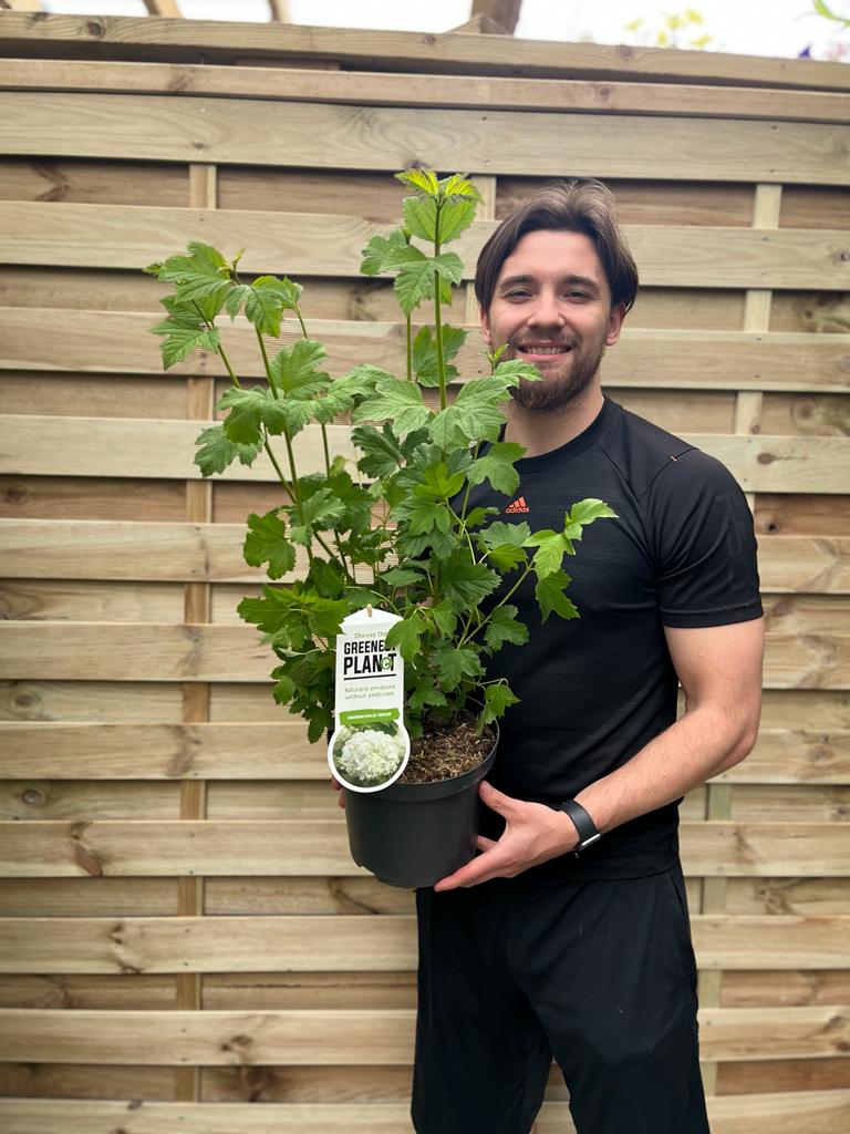 Viburnum opulus &#39;Roseum&#39; (Snowball) 9cm / 2L / 5L