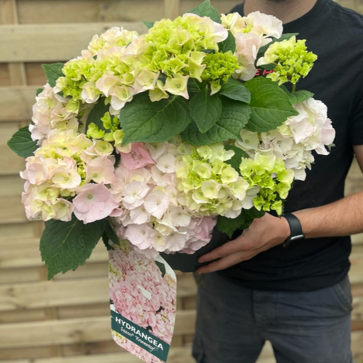 A person holds a Hydrangea macrophylla &#39;Kronentor&#39; 5L with pink, white, and green mophead blooms; a label is attached. Perfect for summer garden displays, with a wooden fence in the background.