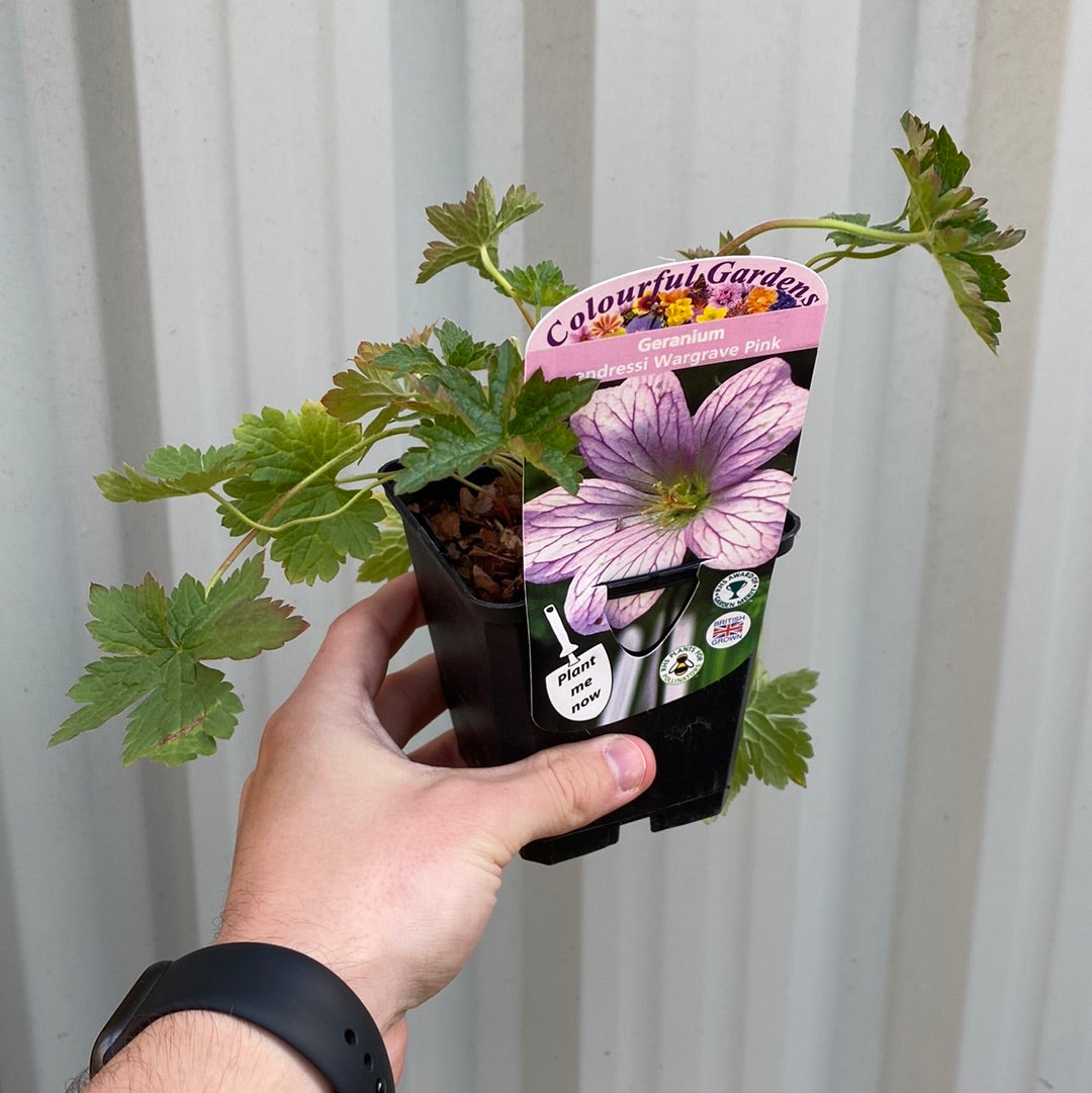 A hand holds a Geranium endressii 'Wargrave Pink’ 9cm, a perennial ideal for cottage gardens, labeled Colourful Gardens with an image of pink flowers. The background features a corrugated light-colored surface.