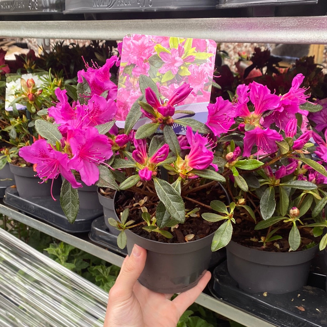 Azalea &#39;Koningstein&#39; 1.5L