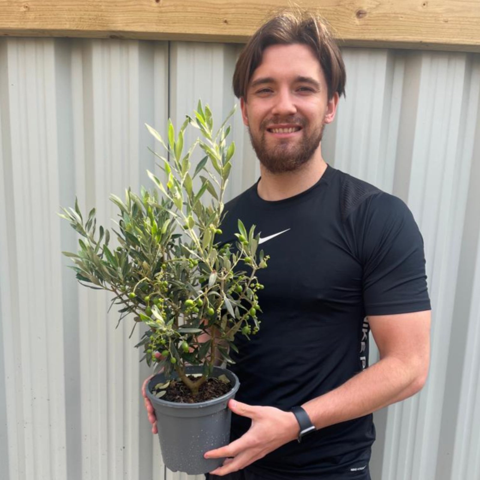 A smiling man with brown hair and a beard stands in front of a corrugated metal wall, holding an Olive Bush | Olea Europeana (available in 3 sizes, 50-110cm). He wears a black T-shirt and a watch on his left wrist.