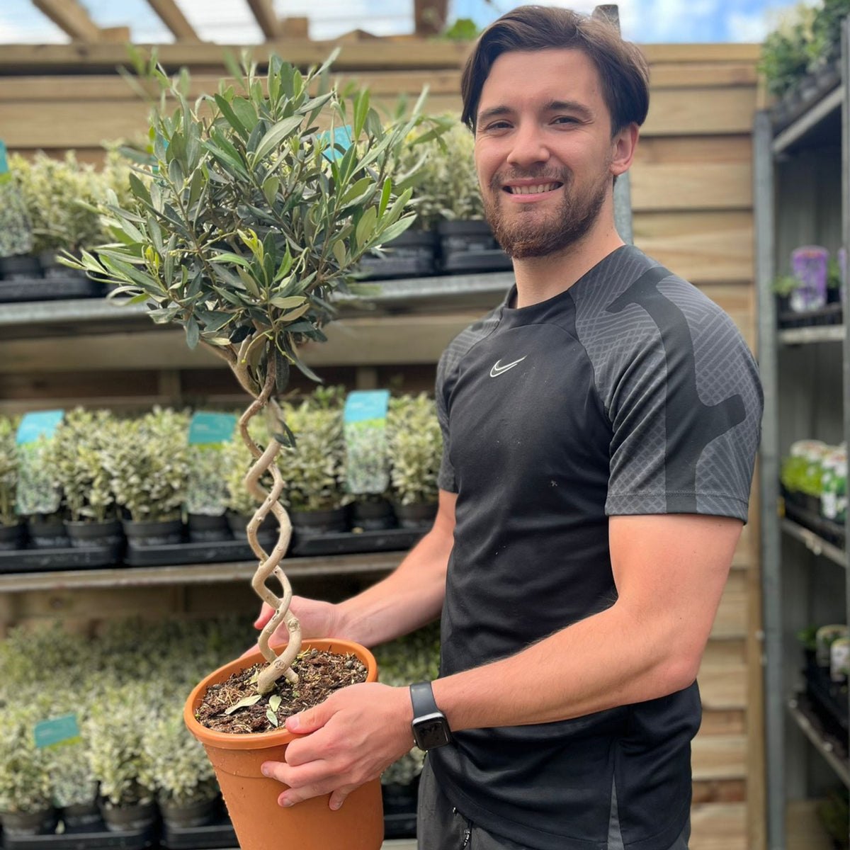 A man in a black shirt smiles while holding a Double Spiral Stem Olive Tree, a hardy evergreen potted tree (70-80cm), in a garden center surrounded by similar Mediterranean-style olive trees on display.