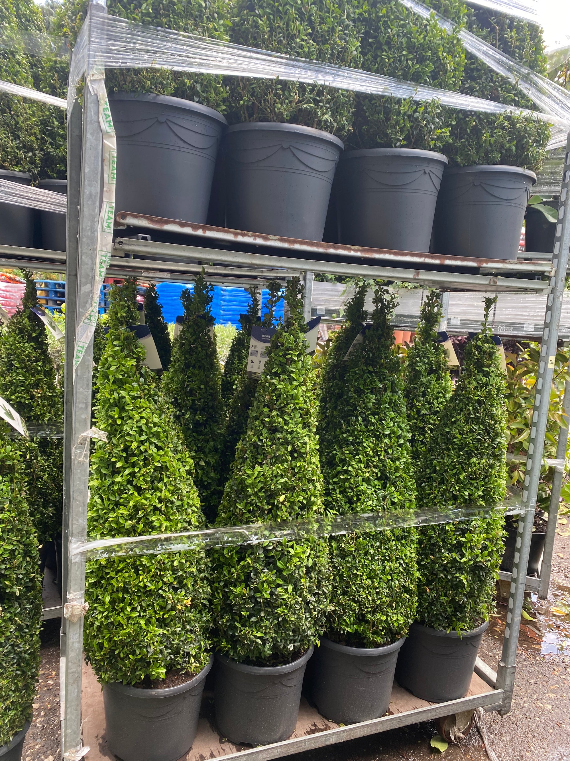 Buxus Topiary Cone 1.2m (12L)